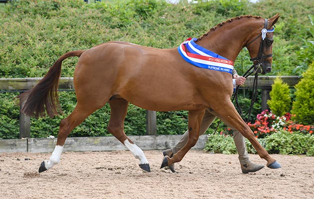 National Hunter Supreme Championship 03 07 2018