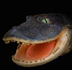 crocodile with shovel mouth