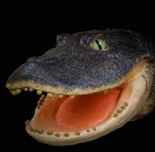 crocodile with shovel mouth