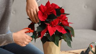 Pruning a poinsetta in pot