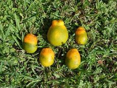 Fruits With Citrus Greening Disease