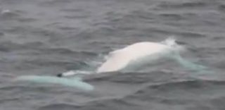 A screengrab from the footage of a white humpback spotted off the coast of Norway.