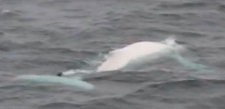 A screengrab from the footage of a white humpback spotted off the coast of Norway.