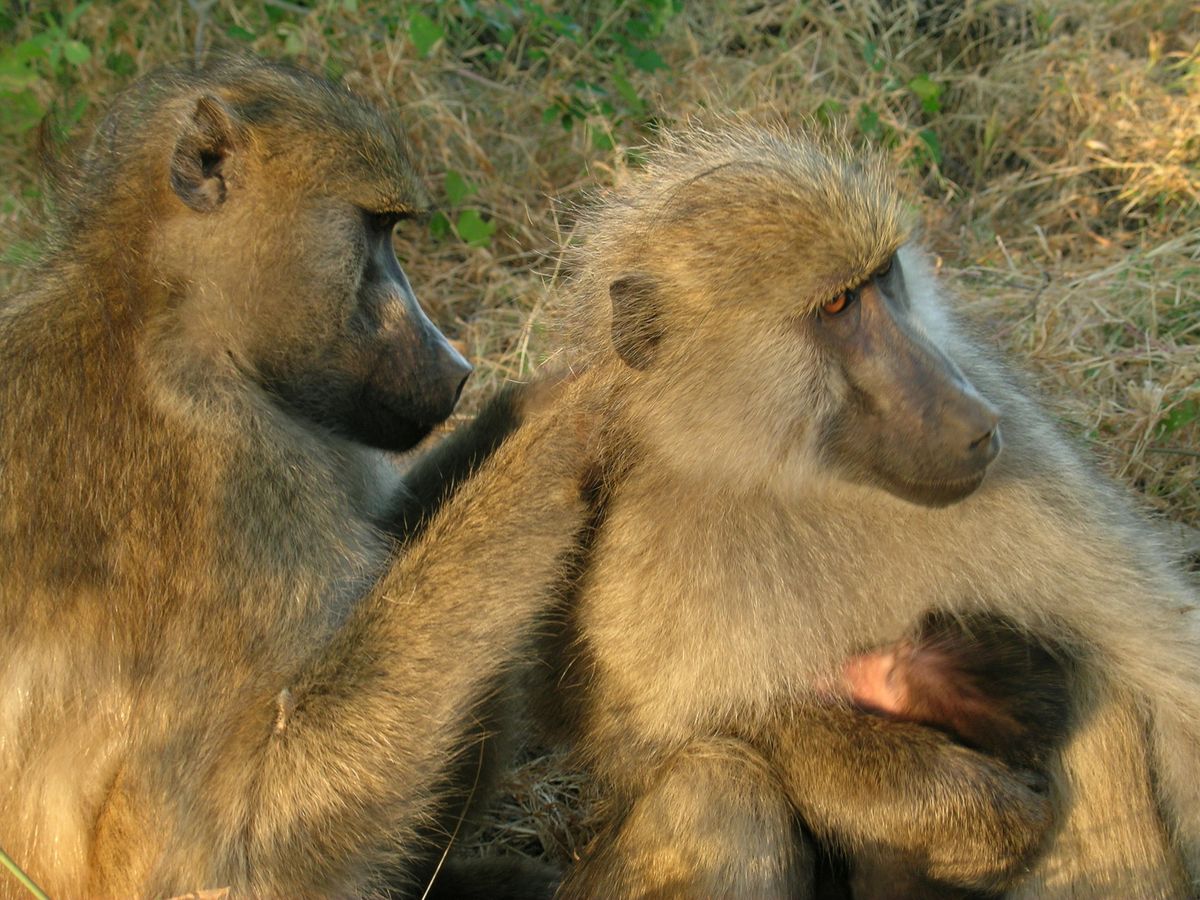 It Pays to Be a Nice Baboon | Live Science