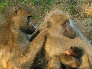 Baboons grooming