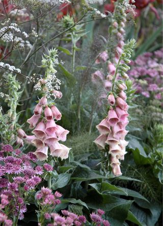 Foxgloves in garden