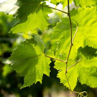 Close up of grape vine leaves