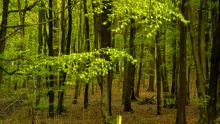 Before: The photographer had hoped to capture autumnal colors in this forest, but these had yet to materialise. A return visit was not possible so software solutions had to be considered