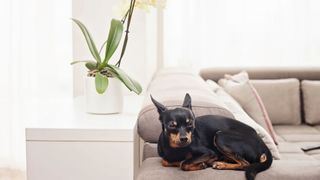 picture of a pinscher sat next to an orchid