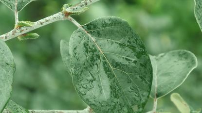 Appel tree with garden pests