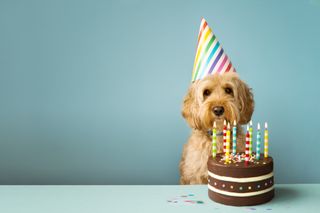 A dog in a party hat.