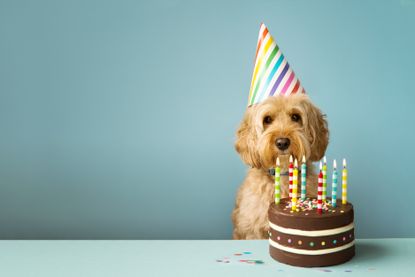 A dog in a party hat.