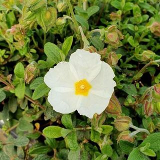 Plant Theory Sweet Thrive Rock Rose Cistus X Obtusifolius Shrub Plant 2l Pot