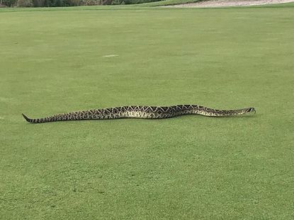 RattleSnake Slithers Across Golf Course Putting Green