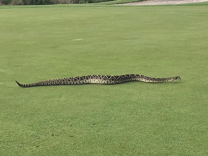 RattleSnake Slithers Across Golf Course Putting Green