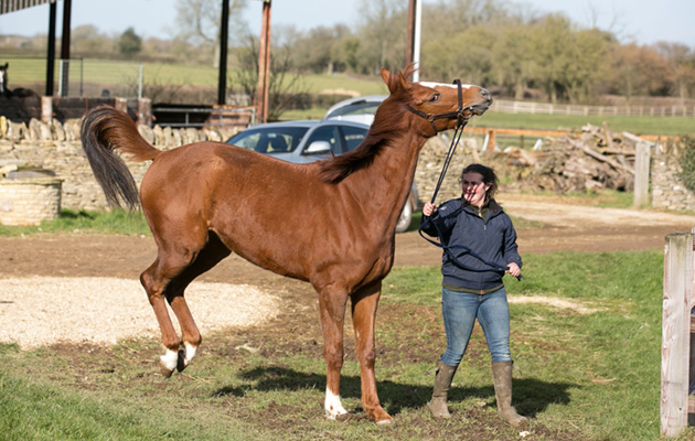 a young mare in transitional oestrus, displaying erratic behaviour