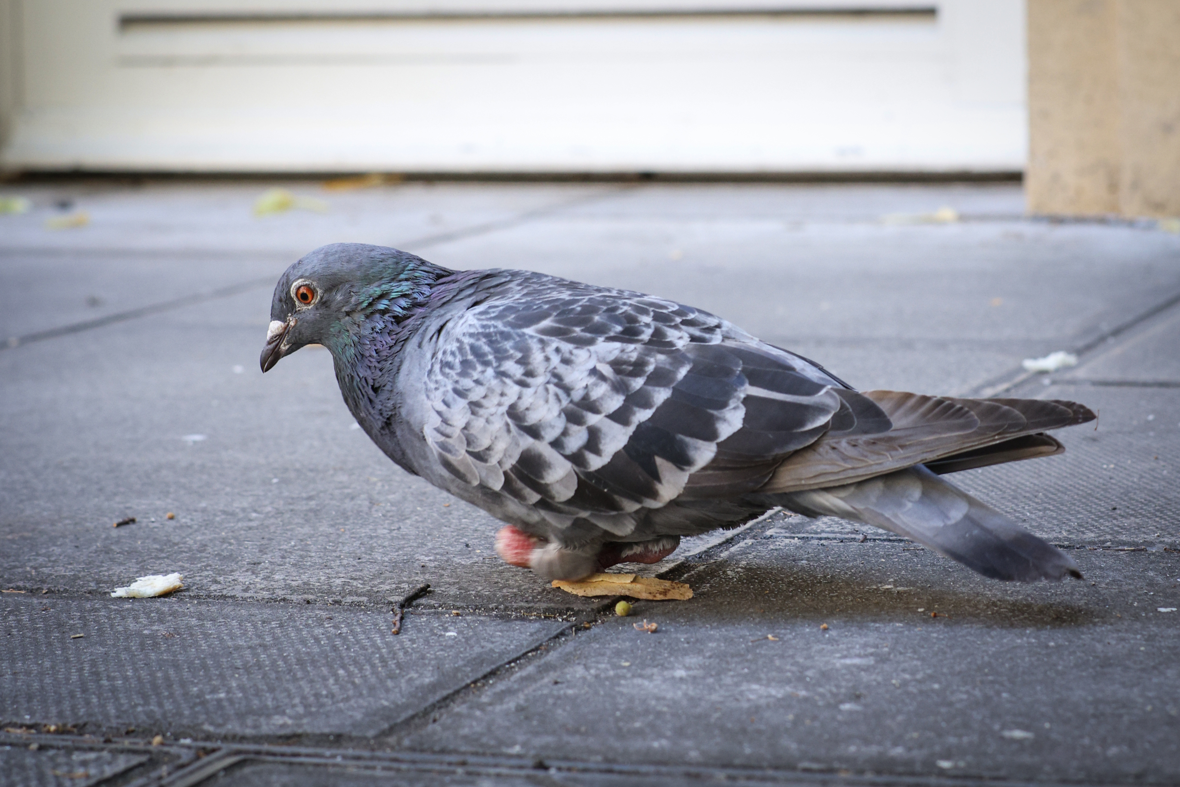 Sample photo taken with the Leica Summilux-M 50mm f/1.4 Classic, using the Megadap M2RF lens adapter on the Canon EOS R5