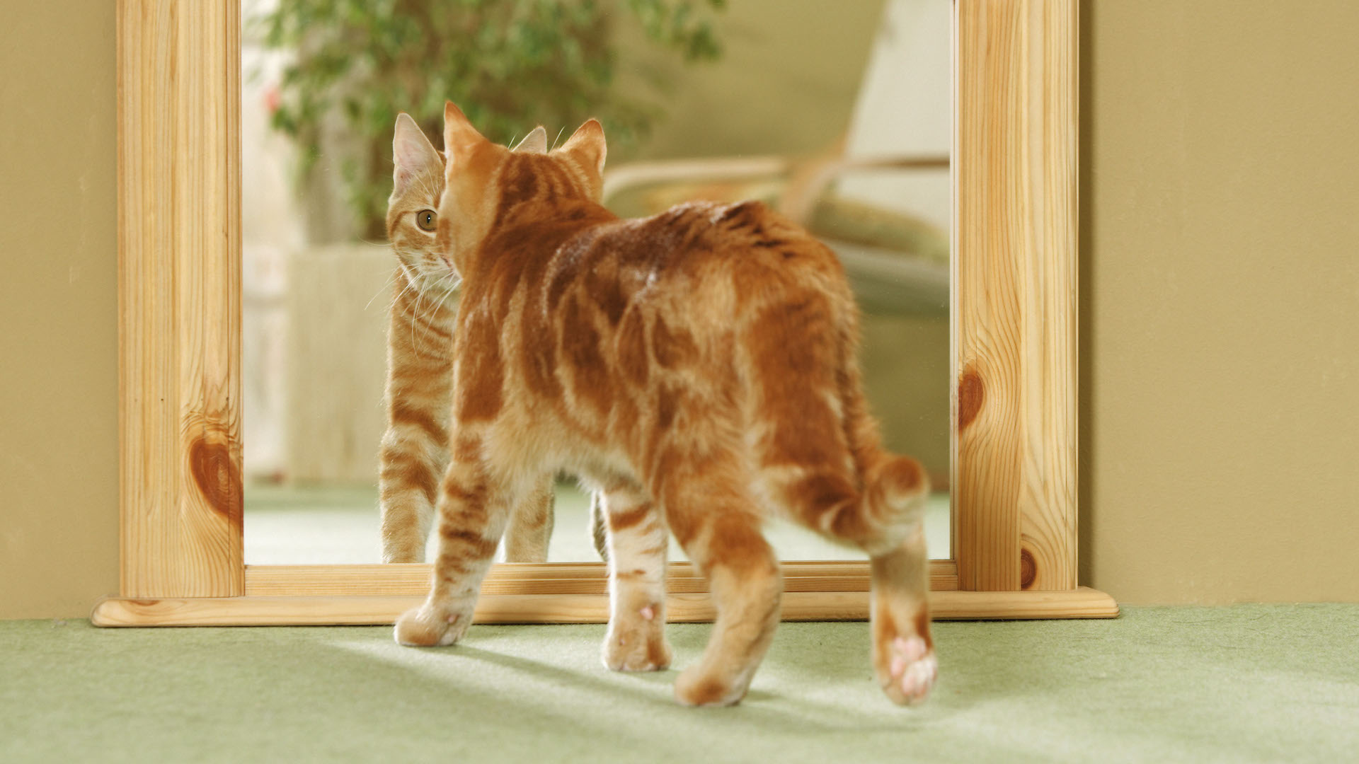 Orange tabby cat looking in mirror