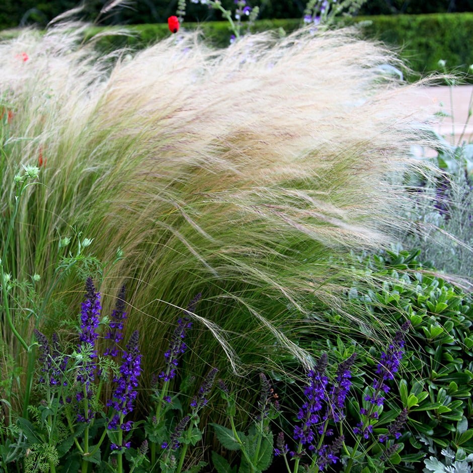 Stipa Tenuissima