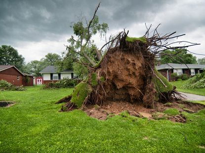 Large Uprooted Fallen Over Tree In Front Yard