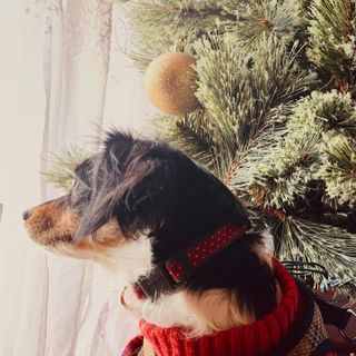 Christmas dog photoshoot