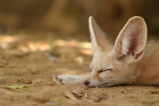 sleeping fox