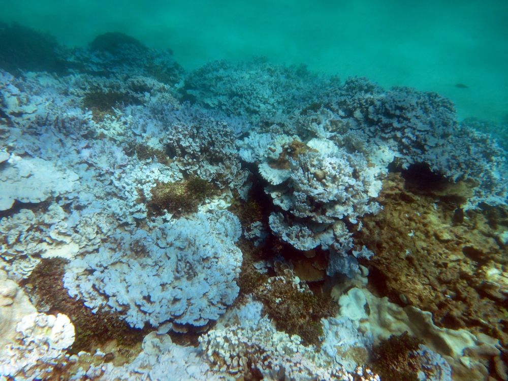 Bleached coral can be seen at Lisianski Island in Papahanaumokuakea Marine National Monument, in Hawaii, as documented during a NOAA mission in August 2014.