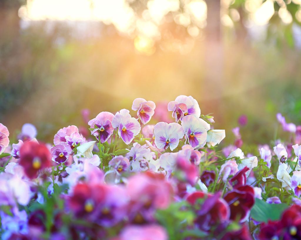 what-to-plant-in-september-flowers-shrubs-or-crops-to-grow-homes