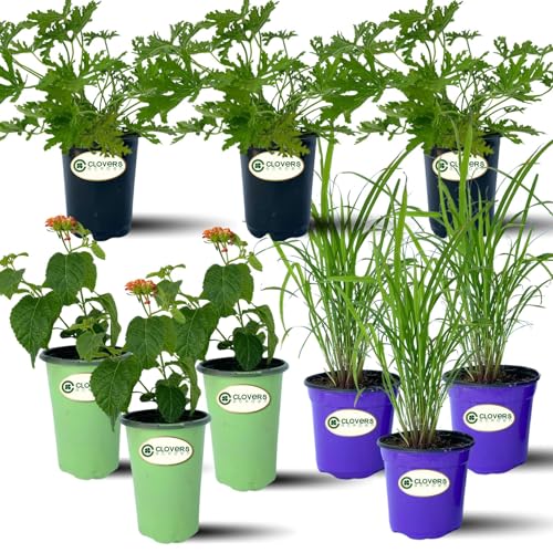 Clovers Garden Mosquito Trio Nine (9) Mosquito Repellent Live Plants