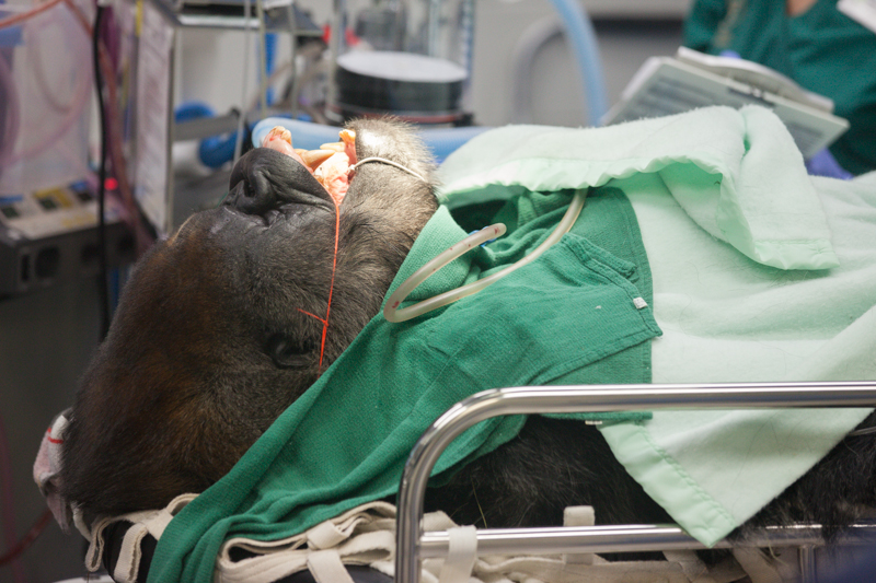 Tough Gorilla Nose
