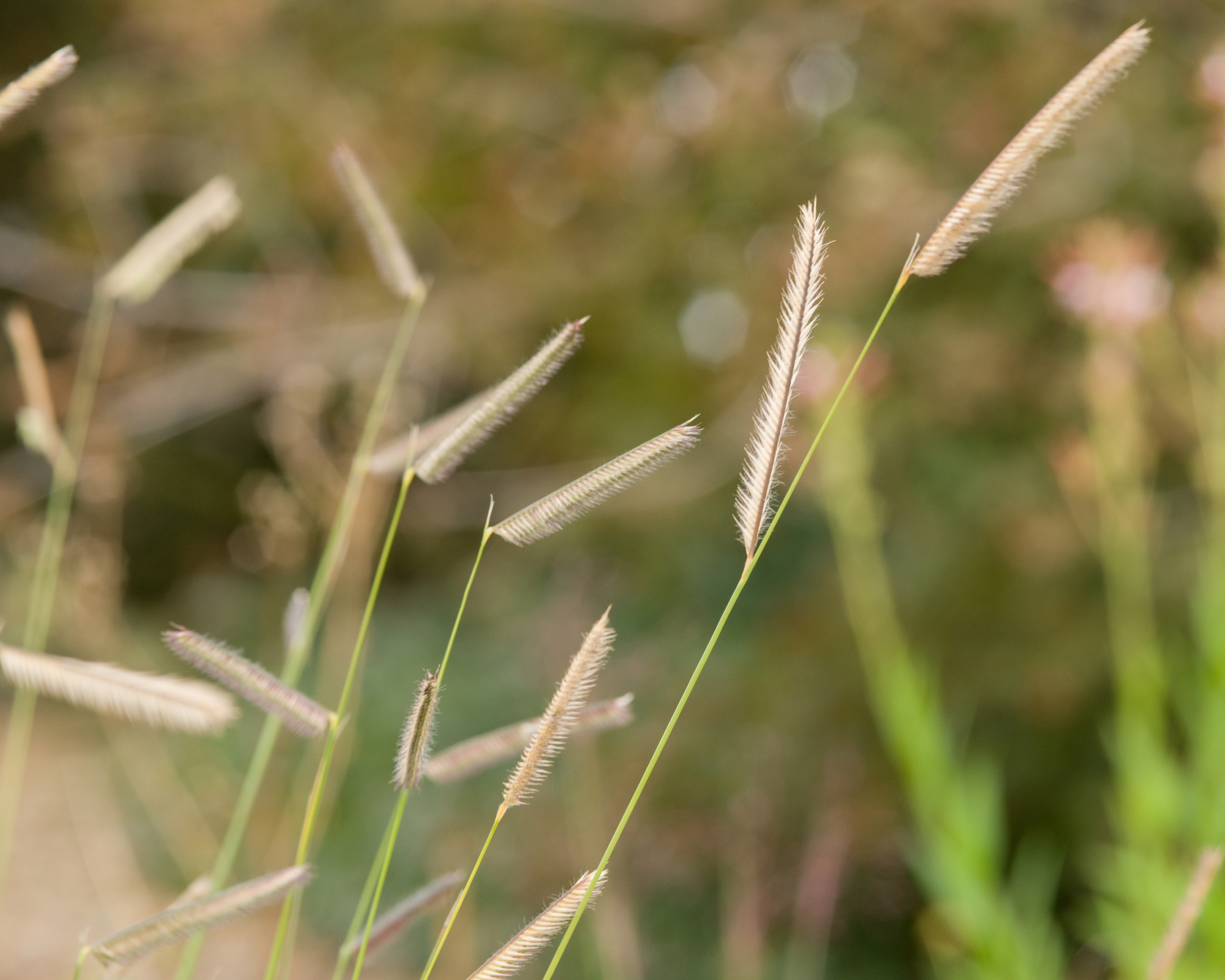 blue grama grass seed heads