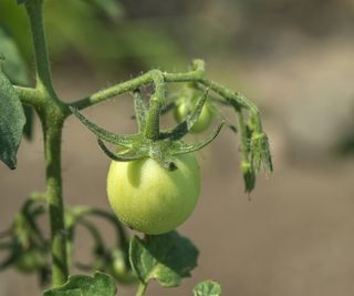 Young tomato fruits developing on the plant