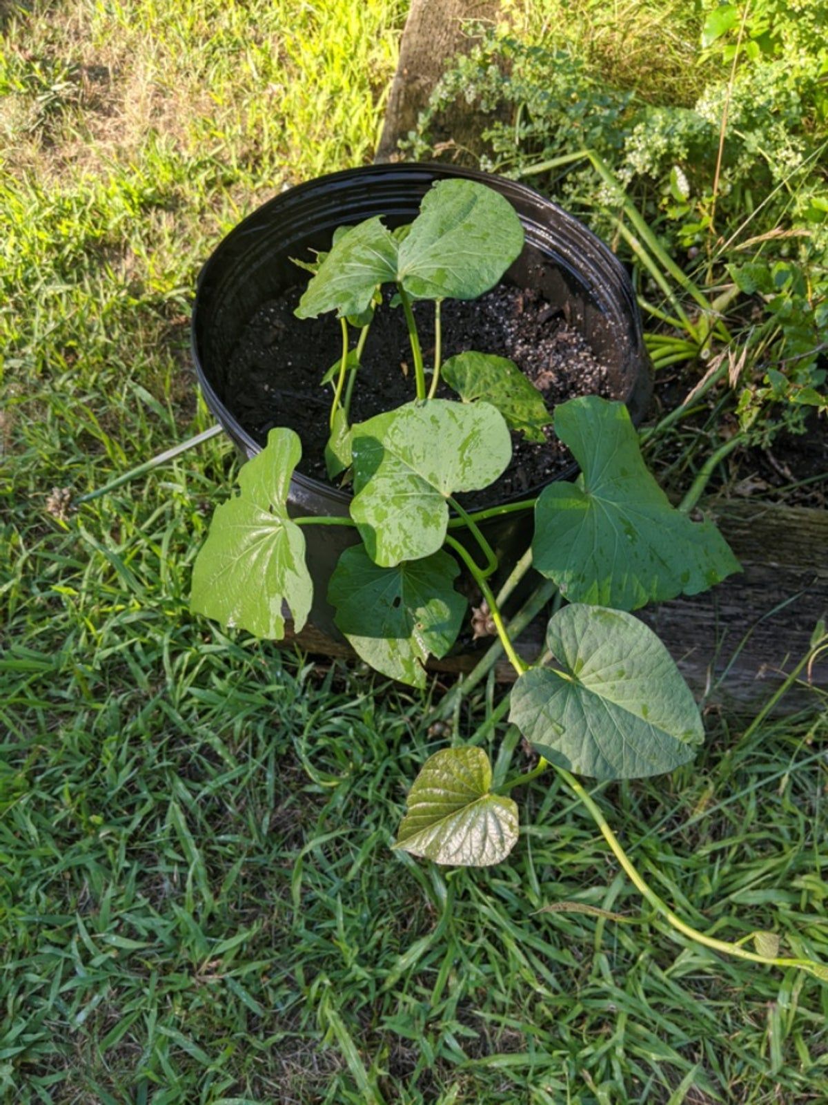 Sweet Potato Slips In A Container In The Garden