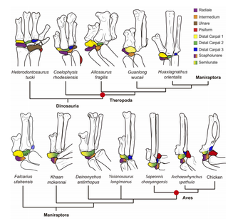 The evolution of wrist bones in dinosaurs to birds.