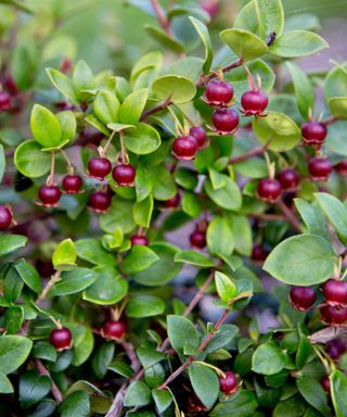 front yard plant Chilean guava Ugni molinae fruiting red berries