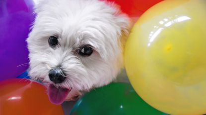 Dog with colourful balloons, Australia.