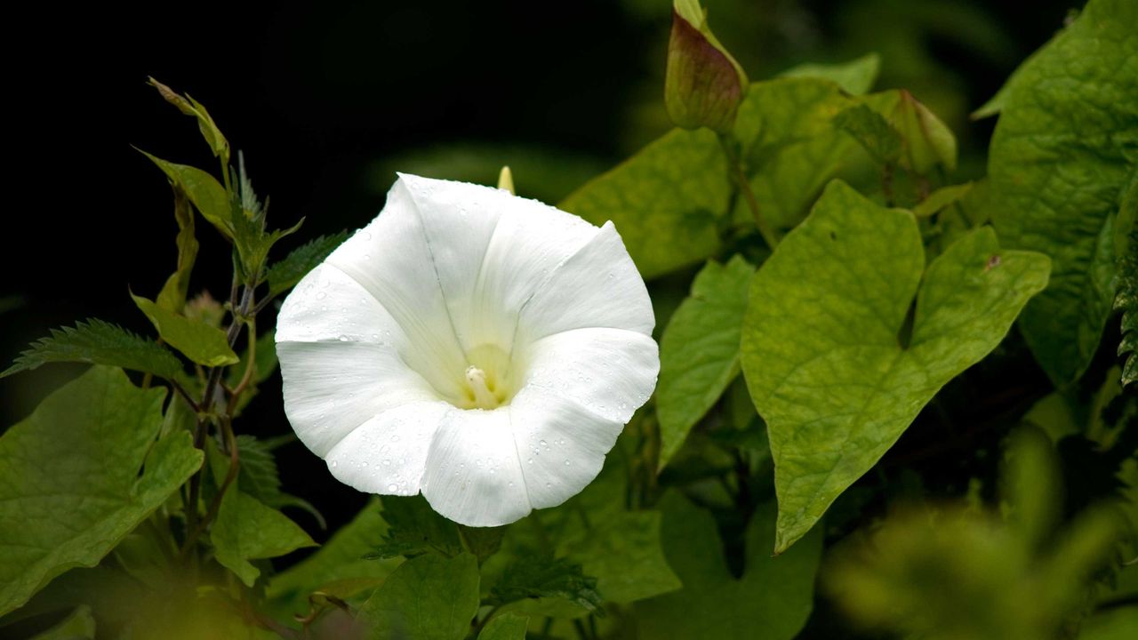 how to kill bindweed