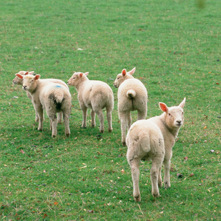 many white coloured sheep in grass field