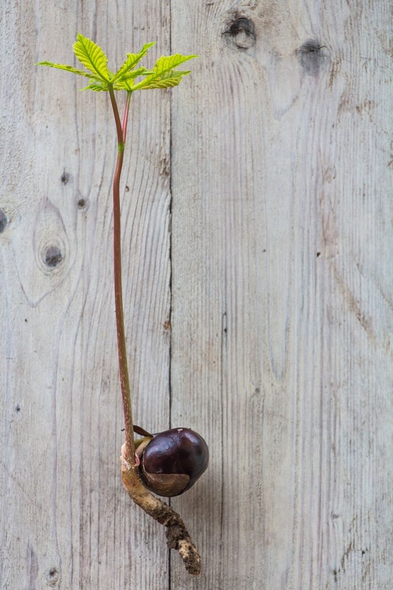 Planting Horse Chestnut Conkers: How And When To Plant Horse Chestnuts ...
