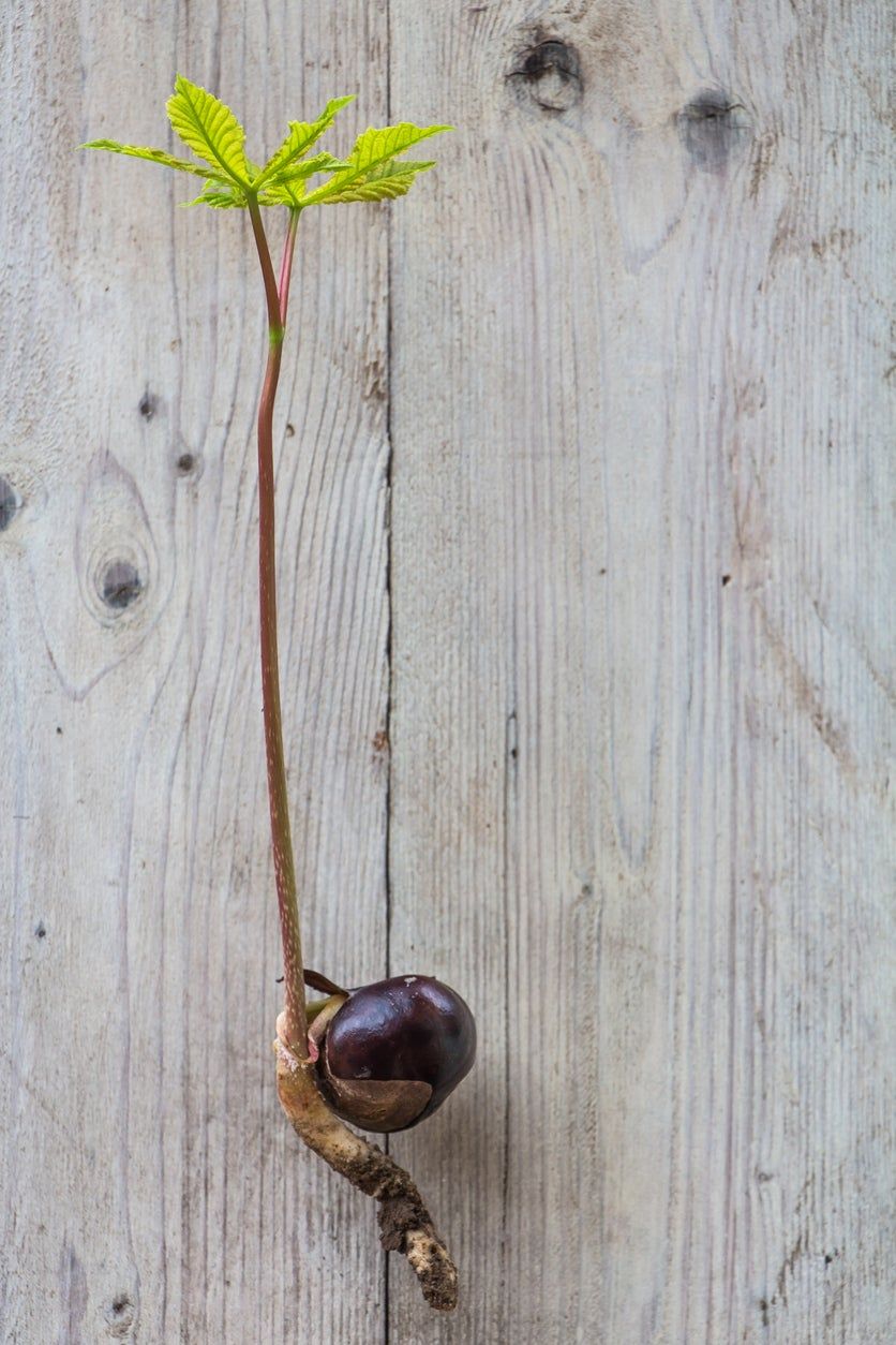 horse chestnut seed