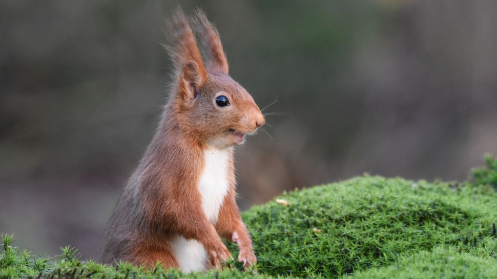 comedy-wildlife-photographer-awards-2020-finalisten