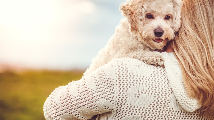 One of the most affectionate dog breeds, a Bichon Frise being held by woman and looking over her shoulder to face camera