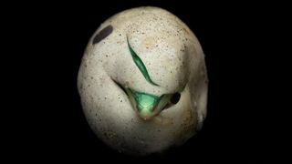 A close-up photograph shows the bright green head of a hatching snake emerging from a small slit in its speckled, off-white egg, set against a black background.
