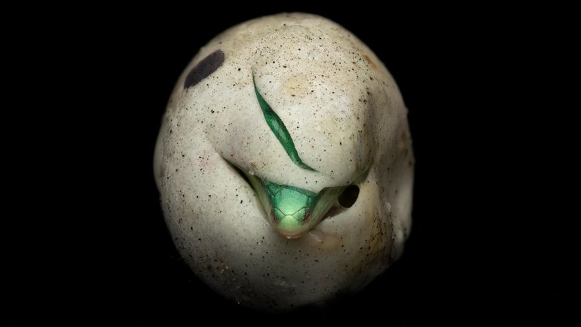 A close-up photograph shows the bright green head of a hatching snake emerging from a small slit in its speckled, off-white egg, set against a black background.