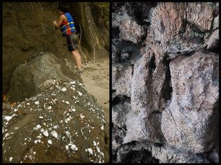 Nutrient-rich water from the Pacific used to bolster Caribbean marine ecosystems before the isthmus appeared, helping Caribbean mollusks (left) thrive. After the isthmus formed, the Caribbean's nutrient levels dropped, and corals became established there instead.