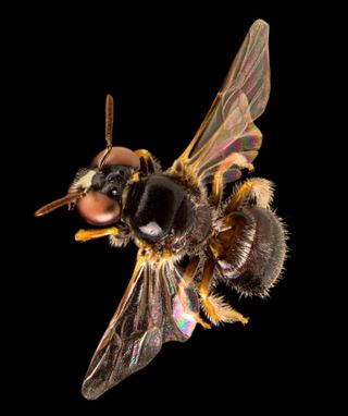 The Exoneurella tridentate species (a male bee shown here) is thought to have origins in Antarctica.