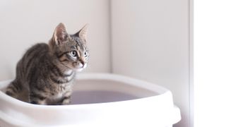 Cat in litter box