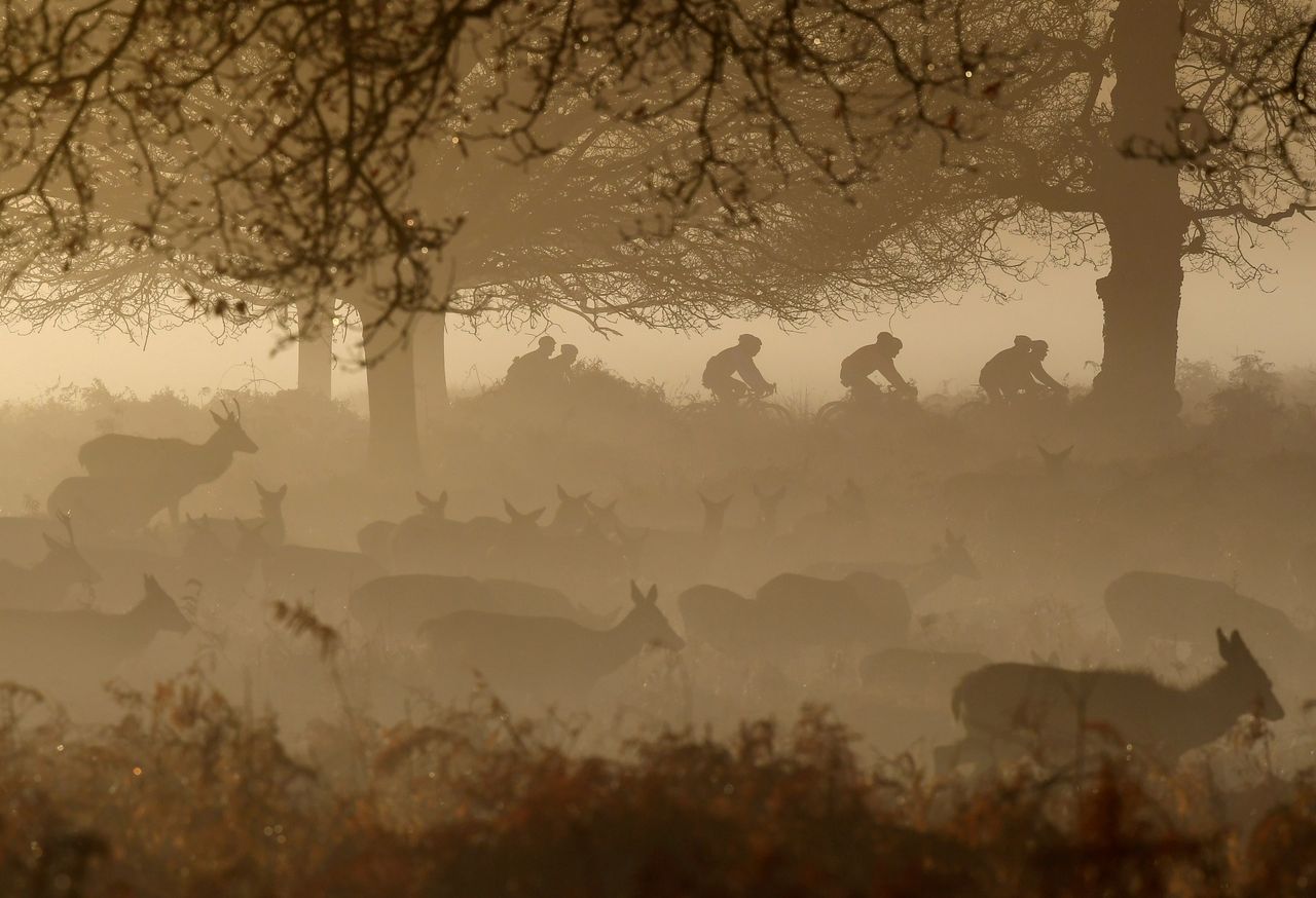 Cyclists and deer.