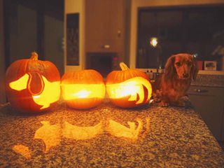dog pumpkin carving