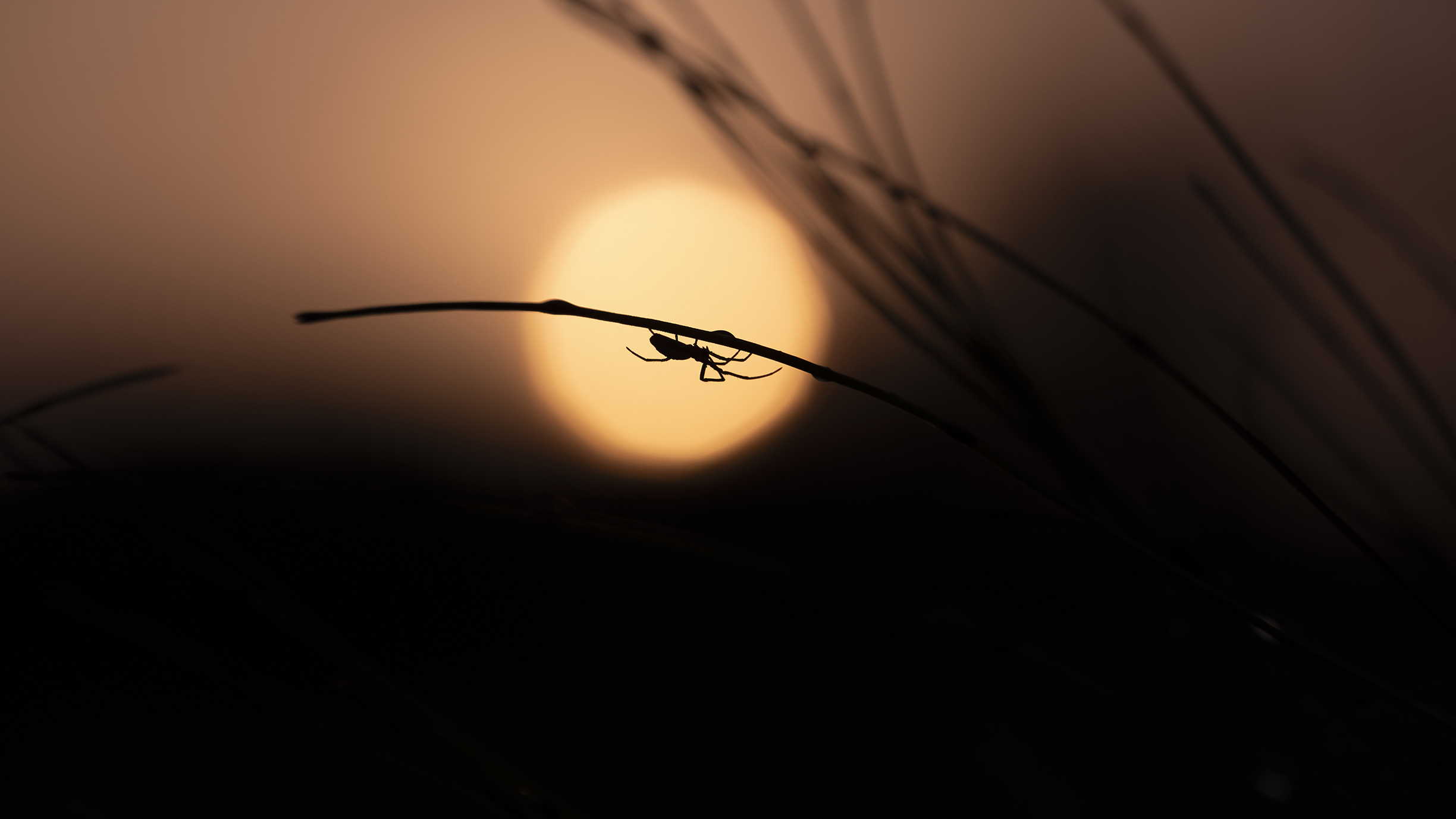 Insect on a branch, appearing as a silouhette in front of the sun as it backlights the subject